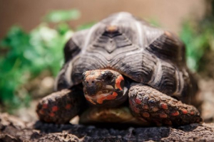 Вугілля Вугілля